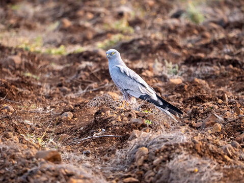 Majestic Montagu's Harrier Male in Flight over Bhigwan Wetlands � Wildlife Bird of Prey Stock Photo