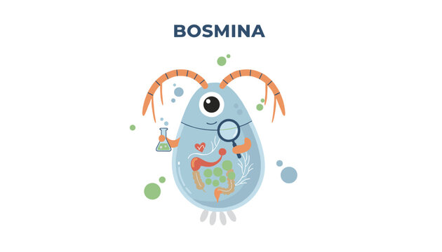 Educational diagram of bosmina zooplankton microcrustacean organism with anatomy details