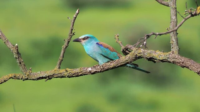 European roller (Coracias garrulus) perched on a branch before taking flight