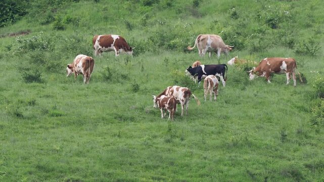 Herd of cows grazing on a green mountain pasture in summer
