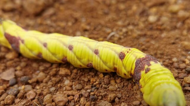 A bright yellow hornworm caterpillar Acherontia atropos crawling across rough reddish dirt ground close up view