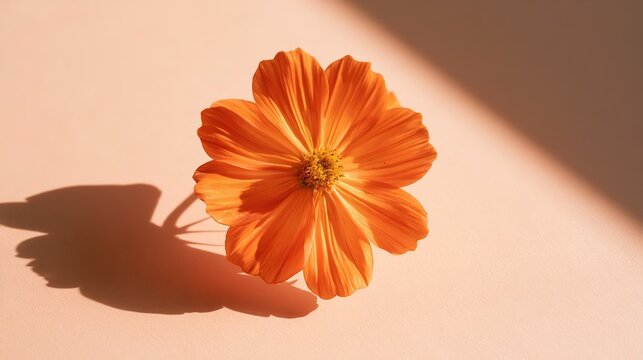 Orange cosmos wildflower placed on smooth pale pink surface under bright direct sunlight, delicate orange petals and yellow center, thin green stem, defined floral shadow, diagonal shadow across backg
