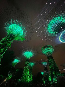 Supertree Grove illuminated at night in Gardens by the Bay, Singapore