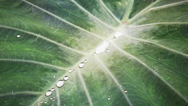 Water droplets glisten and pool on the broad green surface of a tropical taro leaf after rain