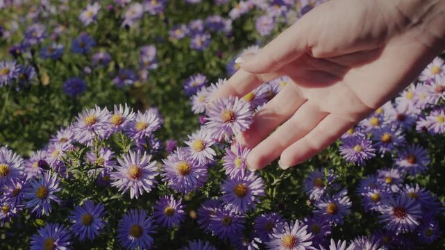 Gentle hand touches delicate purple aster flowers blooming in a sunlit garden field.