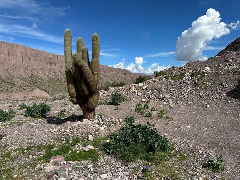 Solitary cardon cactus in the rocky Andean landscape of Salta Province, Argentina, beneath a vivid blue sky.