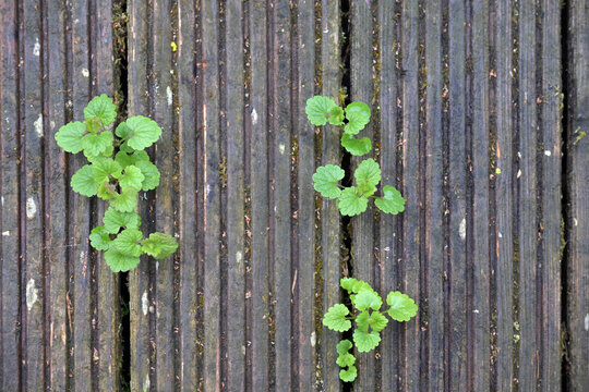 Ground ivy (Glechoma hederacea) growing between the planks of a wooden deck, wild ground cover plant, sign of moist and well-drained soil, copy space,  top view from above