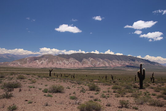 Cardon cacti scattered across an arid Andean valley near Guachipas in Salta Province, Argentina, with colorful mountains beneath a deep blue sky.