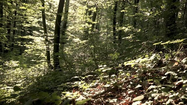 Deep in beautiful green forest panning shoot in the summertime