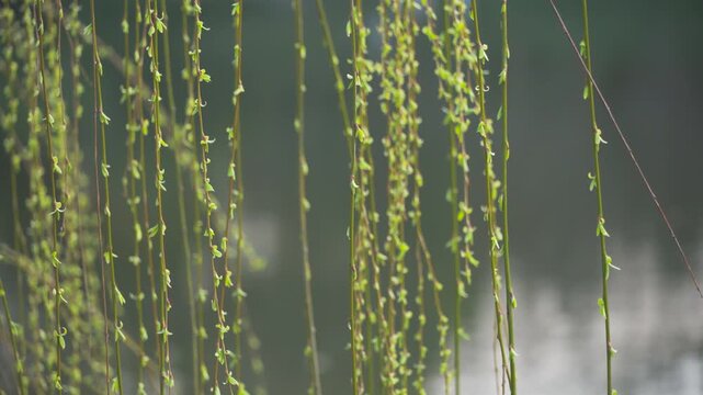 Close up of fresh green willow branches swaying gently in spring breeze