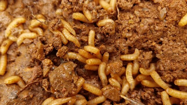 A swarm of blowfly larvae Calliphora vicina squirm and feed on organic decay in muddy soil macro view