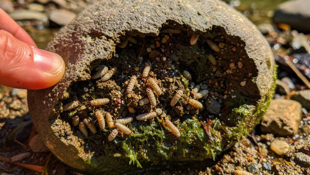 Person holding a hollow rock filled with aquatic larvae near a river. Macro shot of caddisfly larvae living inside a stone cavity. Freshwater ecosystem concept for biology and nature marketing.