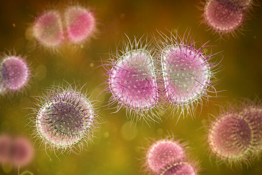 Neisseria bacteria, 3D illustration showing Gram-negative diplococci associated with meningococcal disease and gonorrhoea in humans.