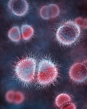 Neisseria bacteria, 3D illustration showing Gram-negative diplococci associated with meningococcal disease and gonorrhoea in humans.