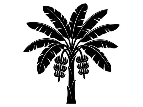 Black silhouette vector illustration of a tropical banana tree with bunches of hanging ripe fruits isolated on a white background