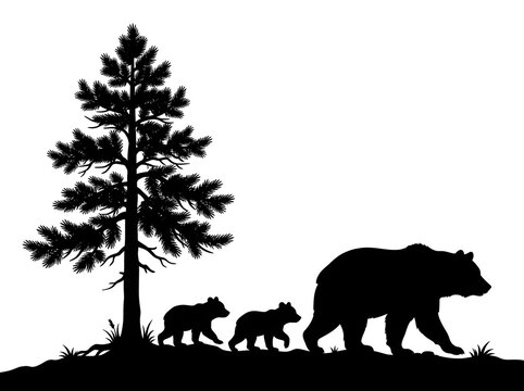 Silhouette of a wild bear family with cubs walking in the forest near a pine tree