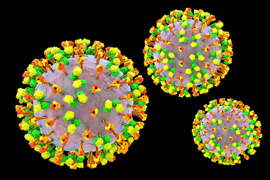 Newcastle disease virus particle, 3D illustration showing enveloped paramyxovirus with surface glycoprotein spikes and helical nucleocapsid