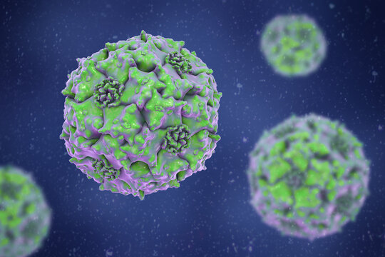 Parvoviruses, 3D illustration showing small non-enveloped icosahedral DNA viruses, including pathogens such as parvovirus B19 and canine parvovirus.
