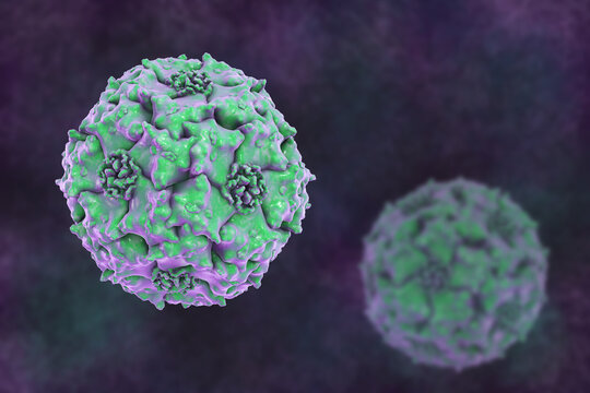 Parvoviruses, 3D illustration showing small non-enveloped icosahedral DNA viruses, including pathogens such as parvovirus B19 and canine parvovirus.