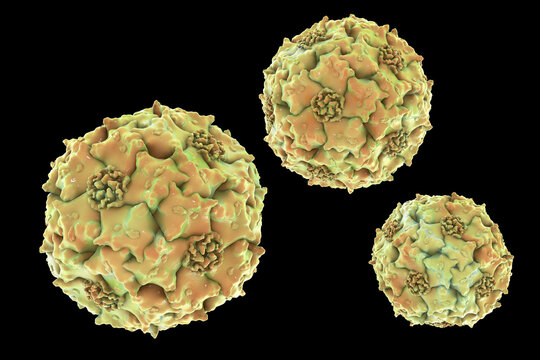 Parvoviruses, 3D illustration showing small non-enveloped icosahedral DNA viruses, including pathogens such as parvovirus B19 and canine parvovirus.