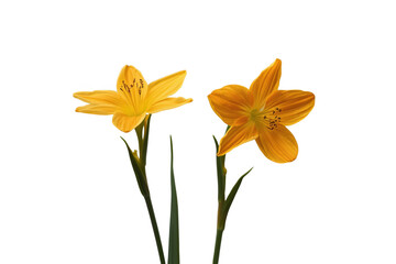 Obraz premium Pair of golden orange lily flowers isolated on transparent background