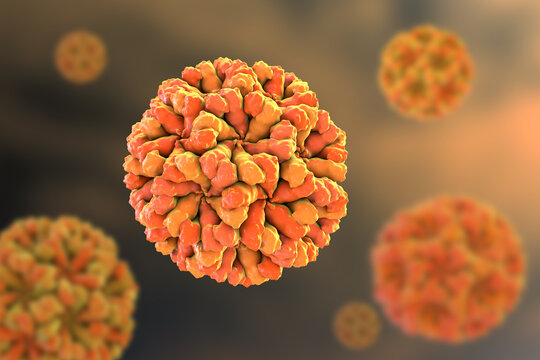 Sapovirus particle, 3D illustration showing non-enveloped icosahedral calicivirus with surface depressions and structured capsid