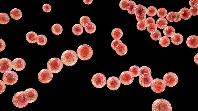 Streptococcus pyogenes bacterium, 3D illustration animation showing spherical Gram-positive cocci arranged in chains, representing characteristic group A streptococcal morphology.