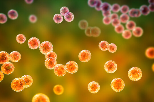 Streptococcus pyogenes bacterium, 3D illustration animation showing spherical Gram-positive cocci arranged in chains, representing characteristic group A streptococcal morphology.