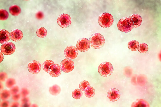 Streptococcus pyogenes bacterium, 3D illustration animation showing spherical Gram-positive cocci arranged in chains, representing characteristic group A streptococcal morphology.