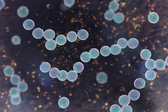 Streptococcus pyogenes bacterium, 3D illustration animation showing spherical Gram-positive cocci arranged in chains, representing characteristic group A streptococcal morphology.