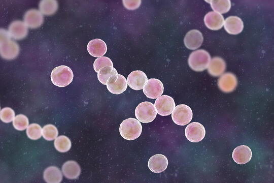 Streptococcus pyogenes bacterium, 3D illustration animation showing spherical Gram-positive cocci arranged in chains, representing characteristic group A streptococcal morphology.