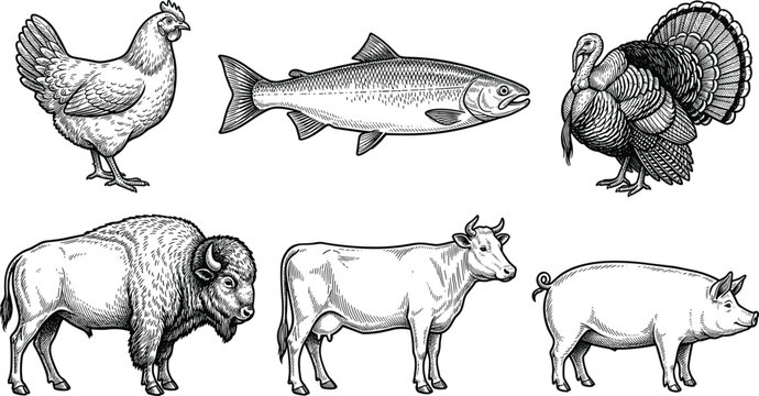 Vintage engraving style farm animal and seafood vector set featuring hand drawn chicken fish turkey bison cow and pig illustrations for butcher shop menus.
