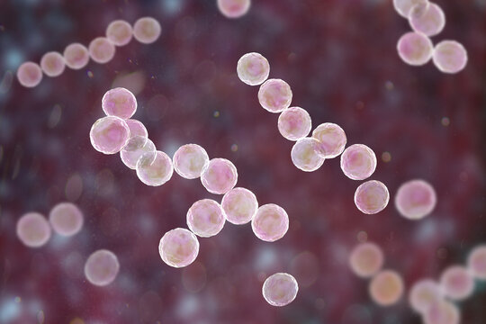 Streptococcus pyogenes bacterium, 3D illustration animation showing spherical Gram-positive cocci arranged in chains, representing characteristic group A streptococcal morphology.