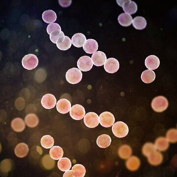 Streptococcus pyogenes bacterium, 3D illustration animation showing spherical Gram-positive cocci arranged in chains, representing characteristic group A streptococcal morphology.
