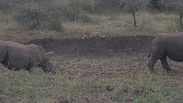 Two white rhinos walk past a lion in a dry South African waterhole
