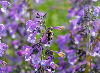 Bumblebee gathers nectar from bright purple tubular flowers in a sunny garden during daytime © Evgenii Bakhchev