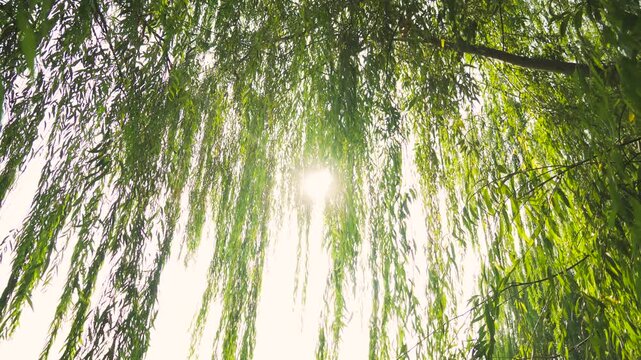 Green willow branches swaying gently in the breeze during a sunny spring day