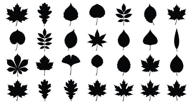 Set of various autumn tree leaves silhouette collection vector illustration