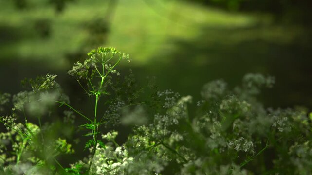 Wildflower stem blooming through shaded meadow, unopened buds glowing in soft sunlight with lacy white umbels, gentle depth and calm natural texture, with plant, flower, wildflower, stem detail
