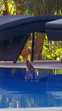 Vertical video. Small Bird Standing Beside Blue Resort Swimming Pool Near Luxury Sun Loungers, Wildlife And Tropical Leisure Environment