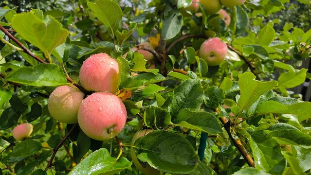   Apples on the apple tree after the rain 