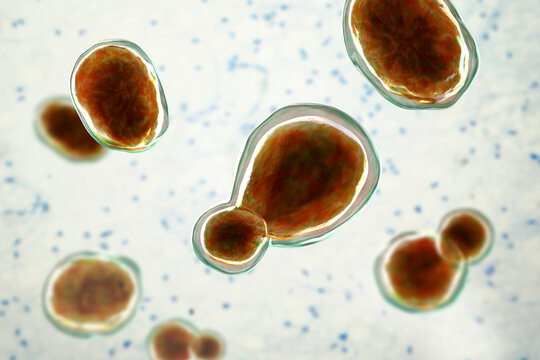 Cryptococcus neoformans, 3D illustration of encapsulated yeast cells with budding forms, opportunistic fungal pathogen associated with cryptococcosis and meningitis in immunocompromised patients.