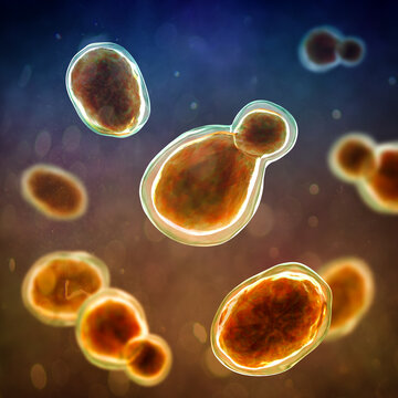Cryptococcus neoformans, 3D illustration of encapsulated yeast cells with budding forms, opportunistic fungal pathogen associated with cryptococcosis and meningitis in immunocompromised patients.