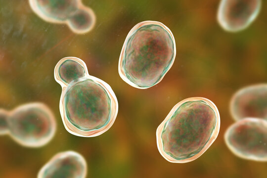 Cryptococcus neoformans, 3D illustration of encapsulated yeast cells with budding forms, opportunistic fungal pathogen associated with cryptococcosis and meningitis in immunocompromised patients.
