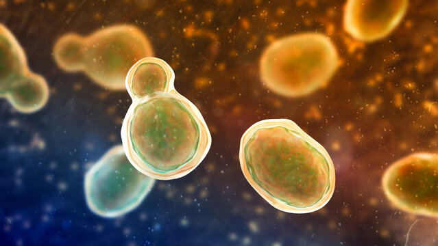 Cryptococcus neoformans, 3D illustration of encapsulated yeast cells with budding forms, opportunistic fungal pathogen associated with cryptococcosis and meningitis in immunocompromised patients.