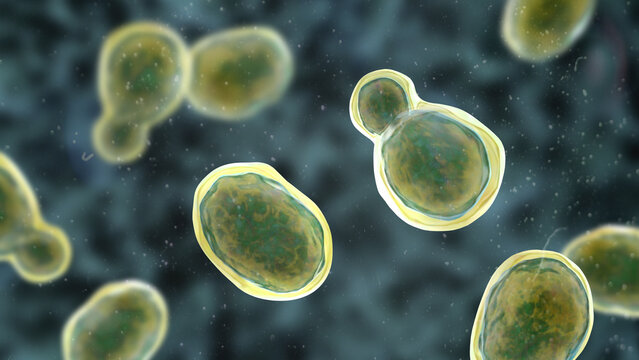 Cryptococcus neoformans, 3D illustration of encapsulated yeast cells with budding forms, opportunistic fungal pathogen associated with cryptococcosis and meningitis in immunocompromised patients.