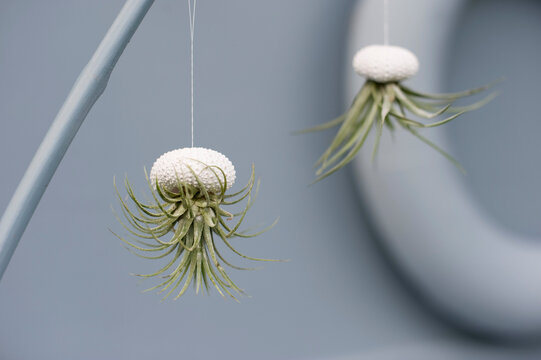Tillandsias, air plants in sea urchin shells as bathroom decoration