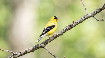 Obraz premium american goldfinch perched on a tree branch in spring nature