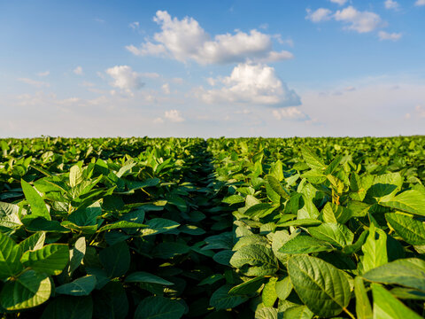 Serbia, Vojvodina. Green soybean field, Glycine max