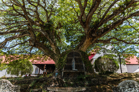 Woman visits a big holy tree with a shrine in Bohol Philippines